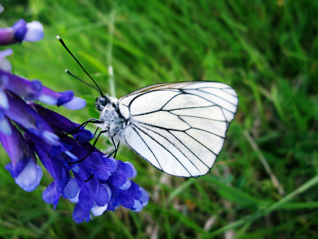 butterfly.