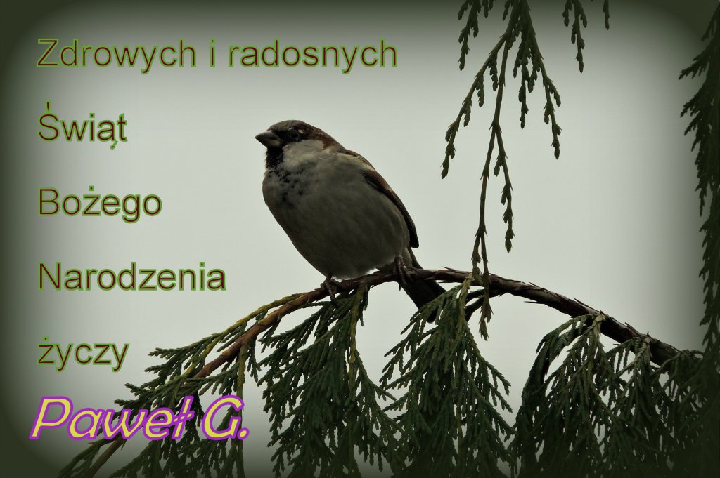YCZENIA WITECZNE 2014