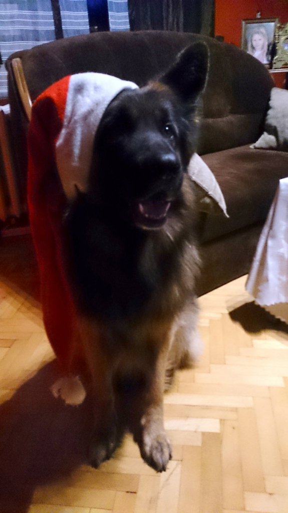 Sasko