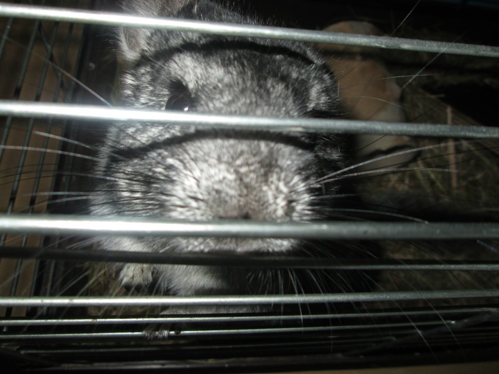 Kiku.