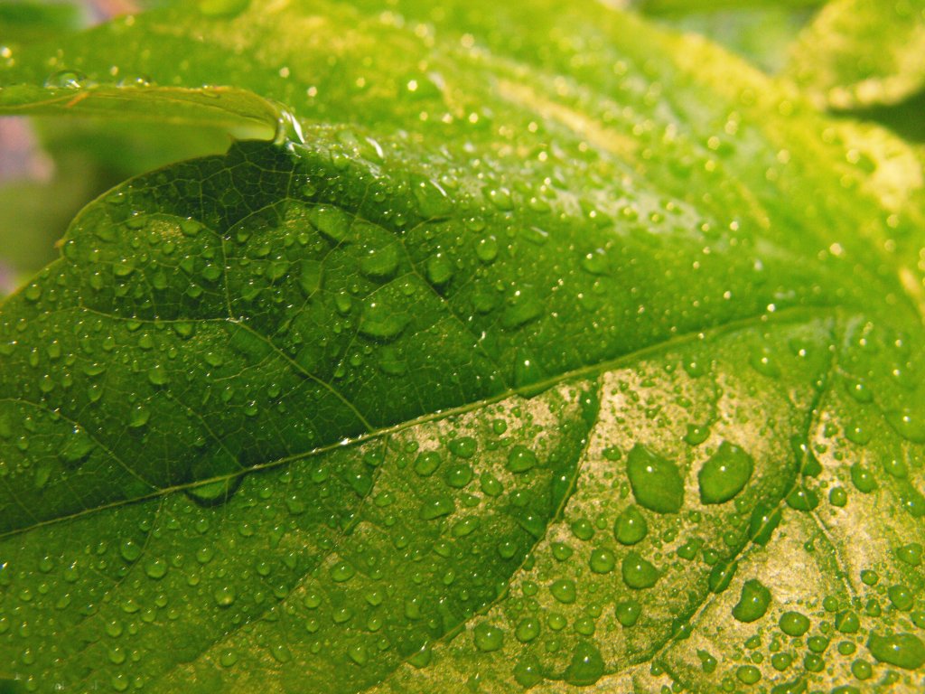 Green leaf