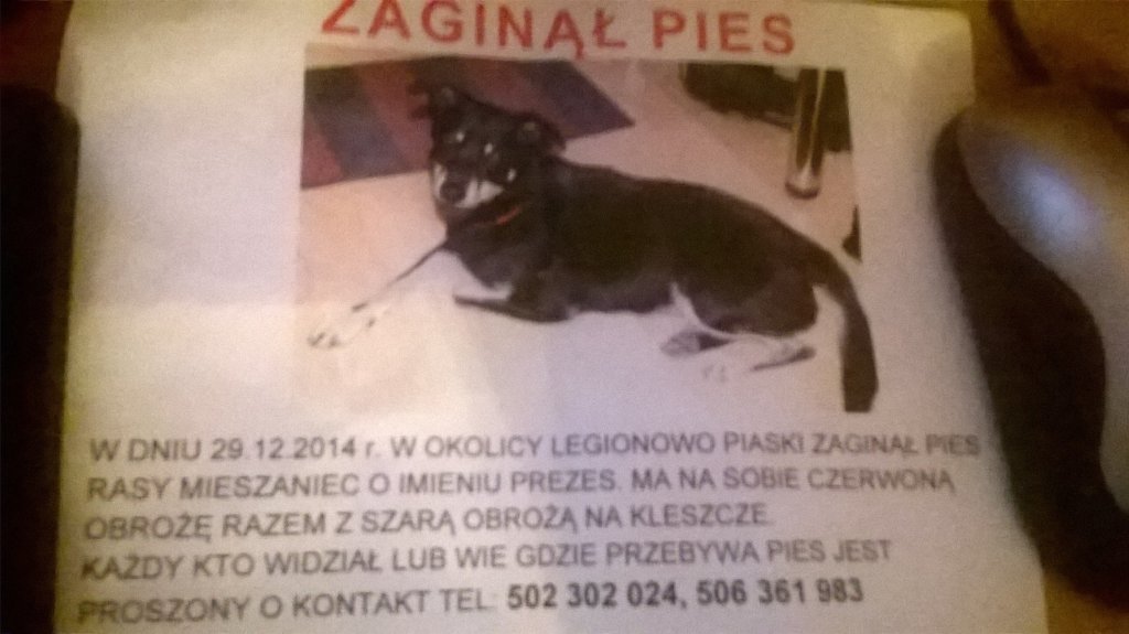 zagin piesek