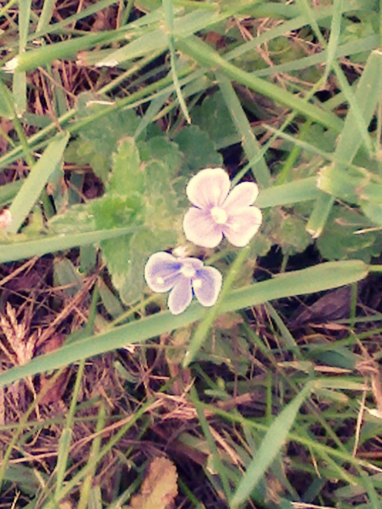 Kwiatki :)