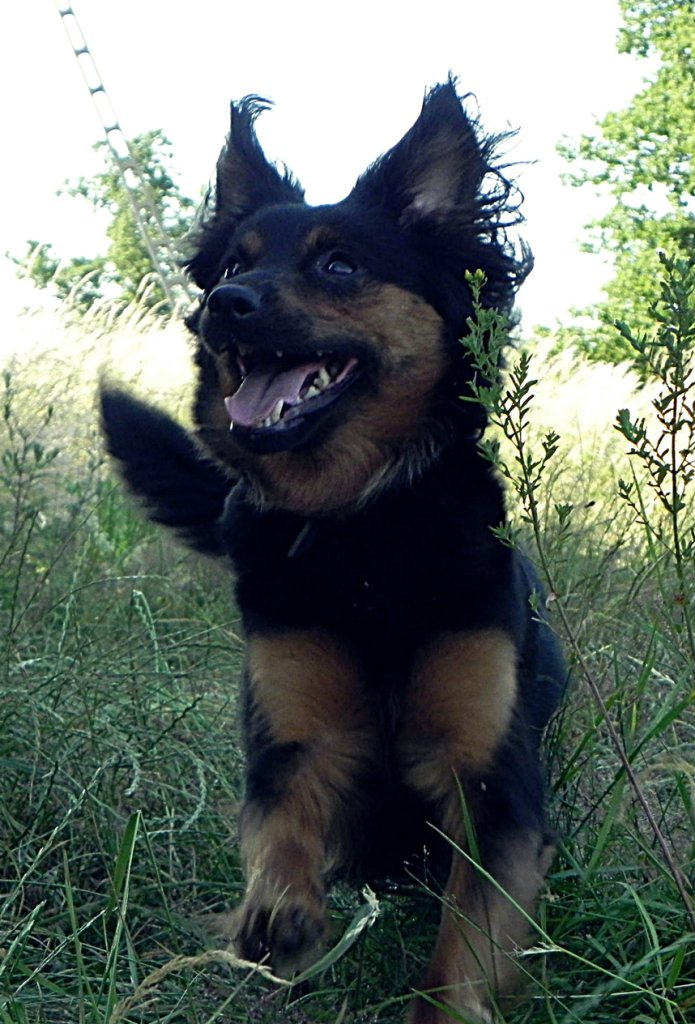 Sodziak. 