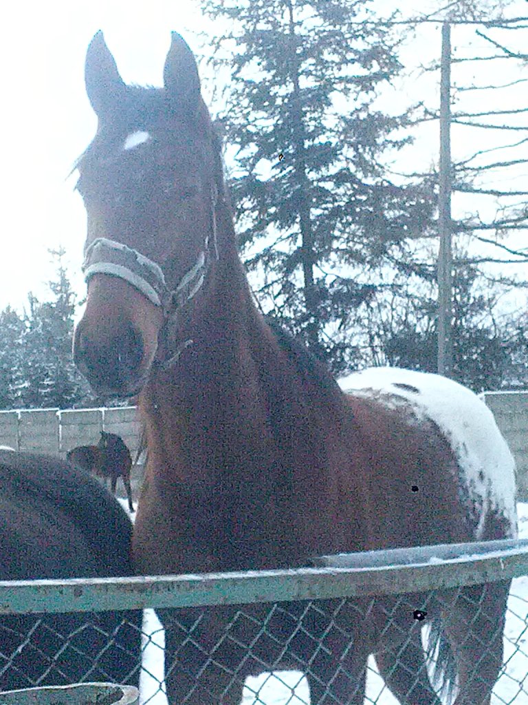 Hidalgo &#9829;