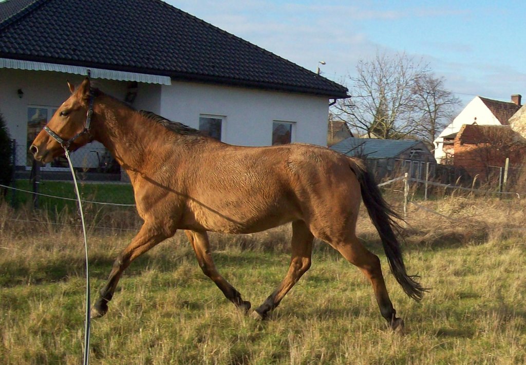 Harfa