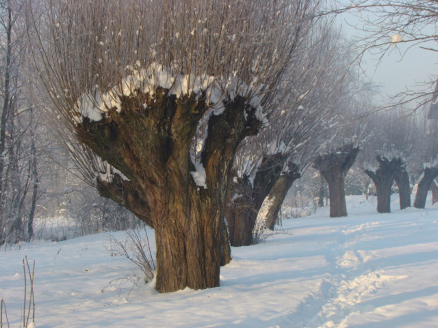 ulica wierzbowa