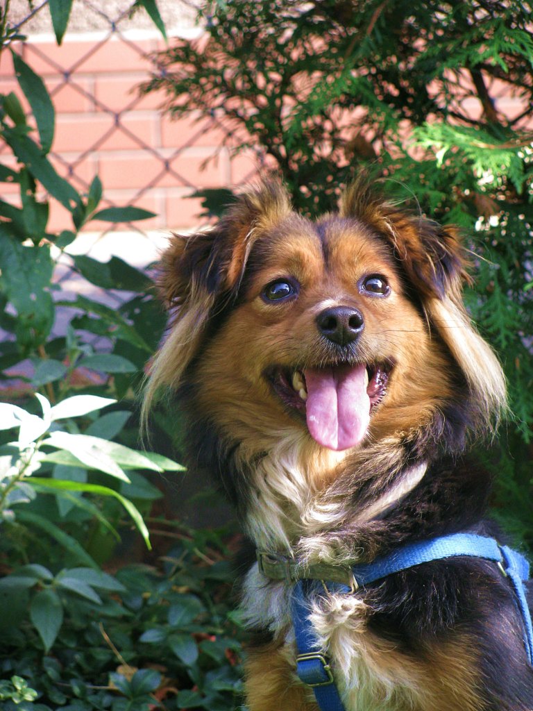 Psia modelka