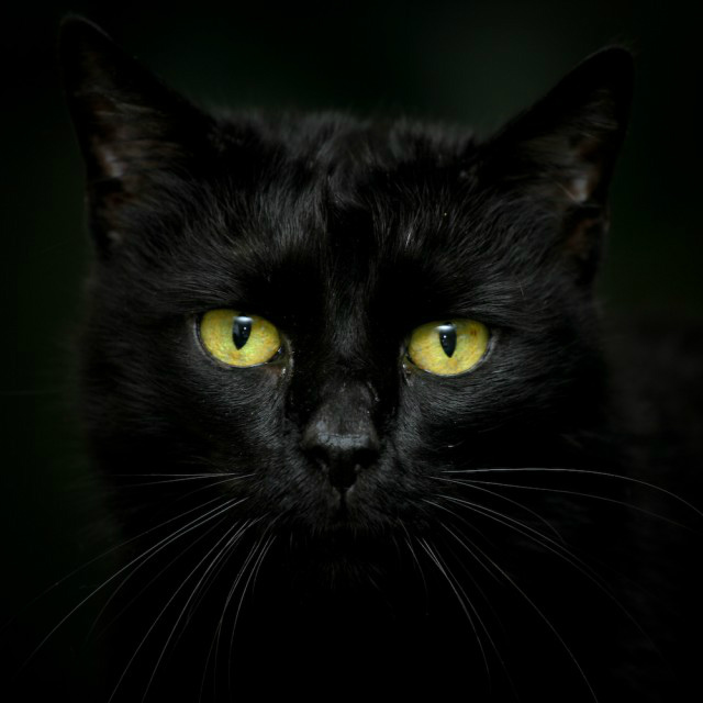 mrau