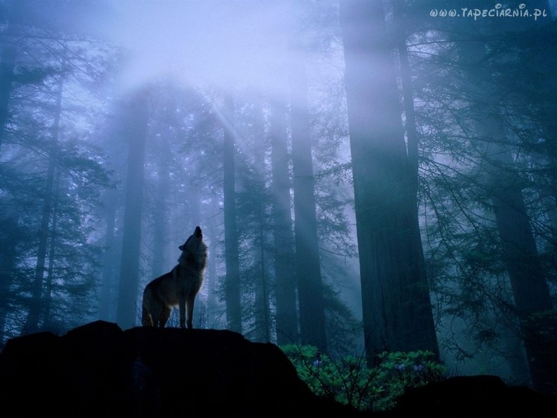 Wolf