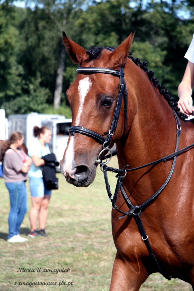 Kastor