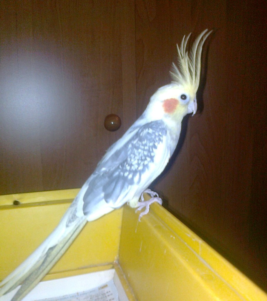 Lolu 