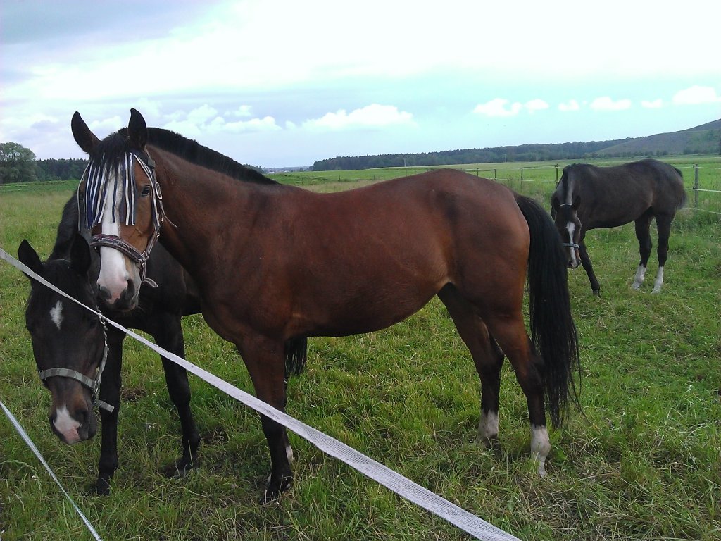 CAVALIADA JO JO JO