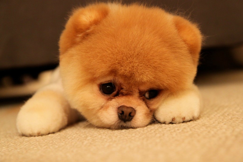 my dream