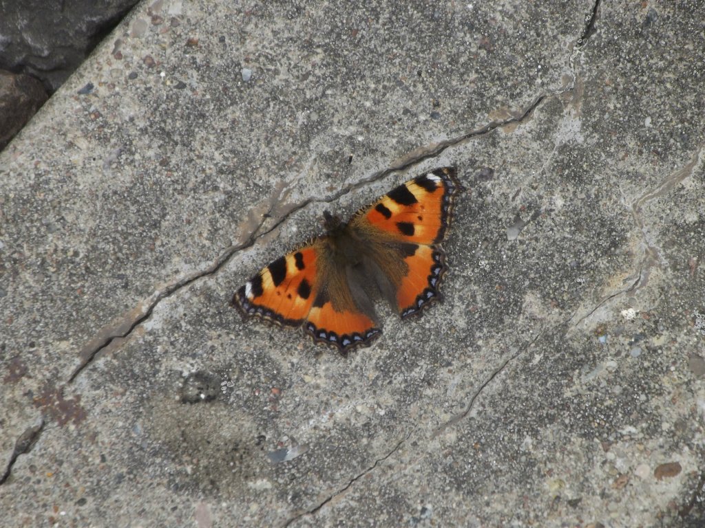Motyl :)