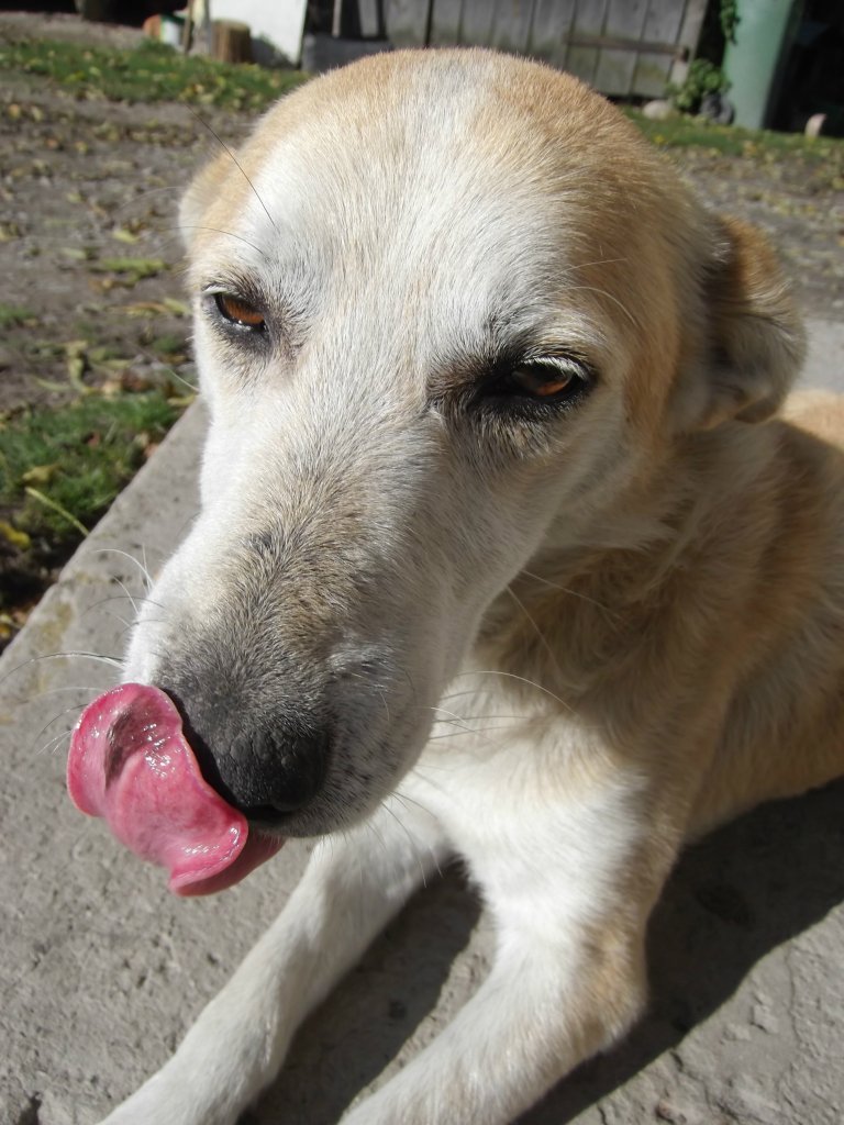 Dog 