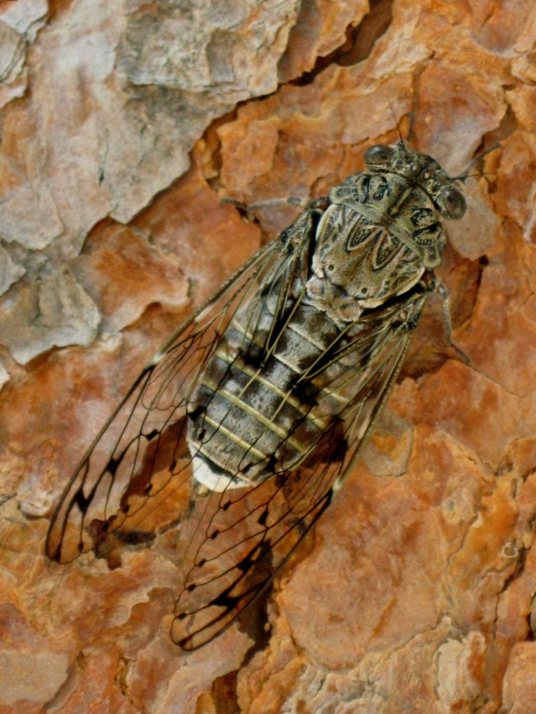 Cykada (Turcja)