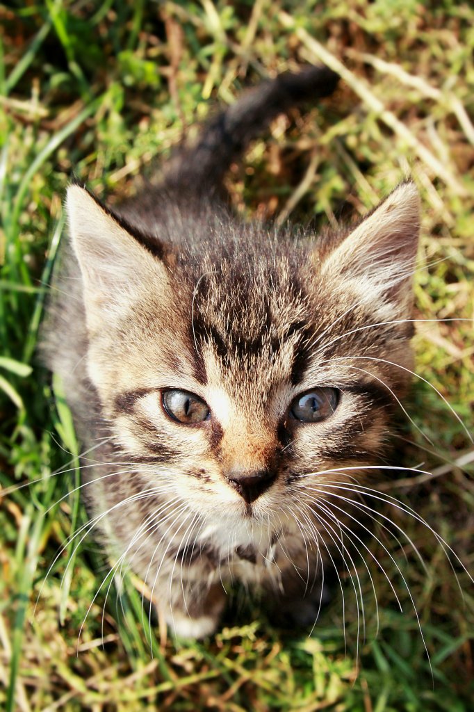 Maa Pasztecia :)
