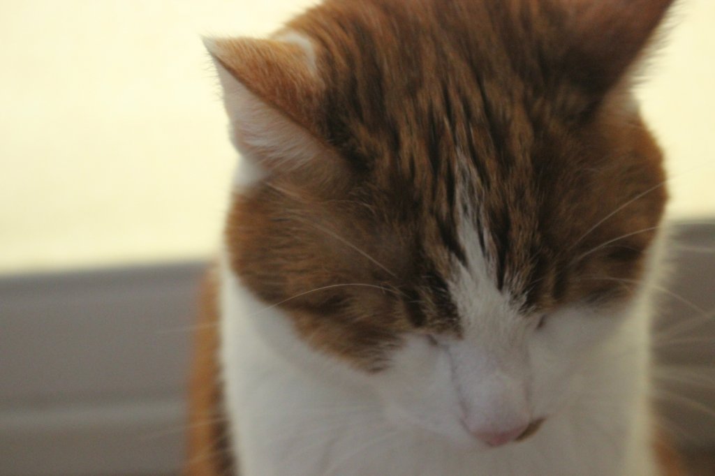 meow