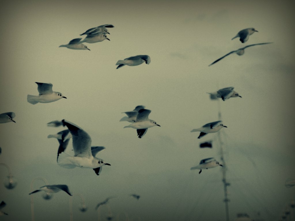 I WANT TO FLY AWAY!