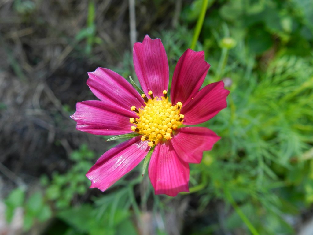 kosmos (kosmosa?)