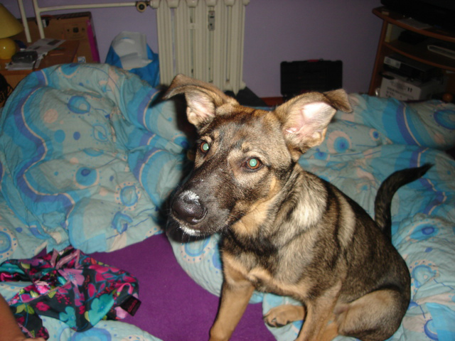 My dog