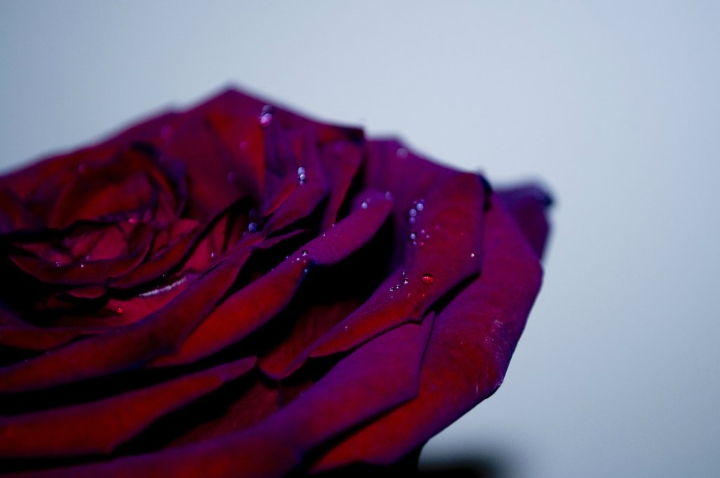 rose 