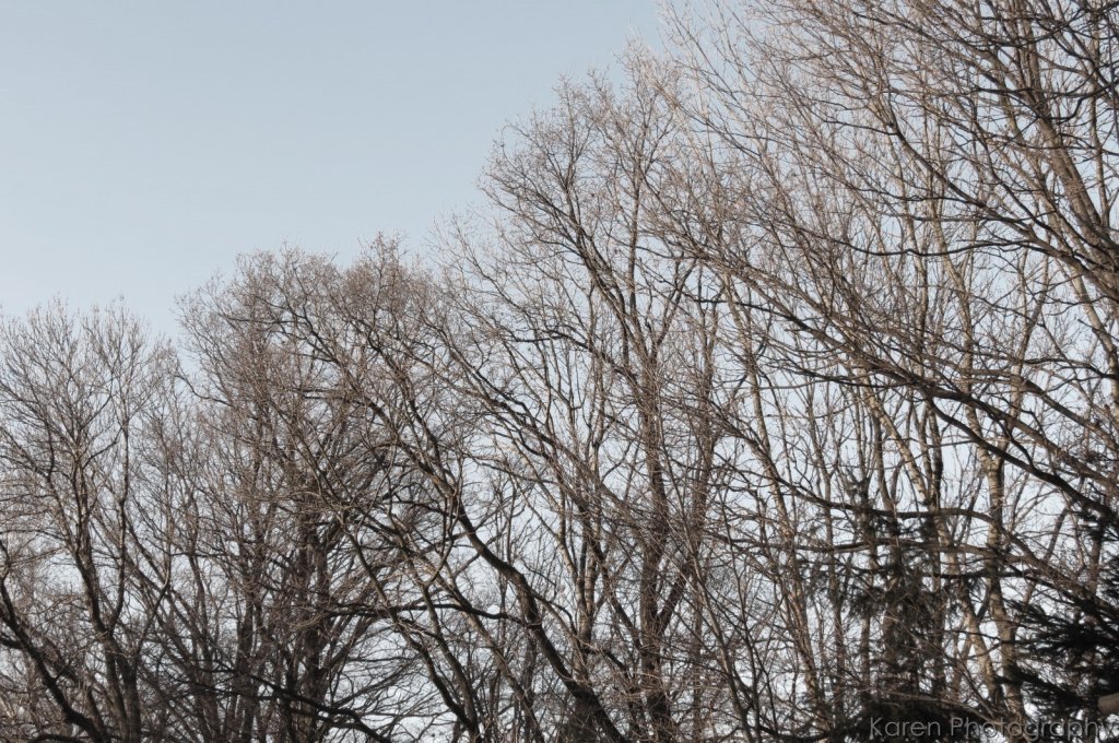 Lonely trees