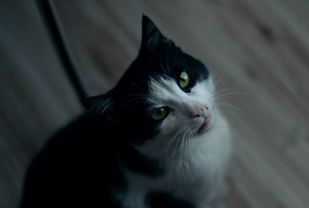 kitty.