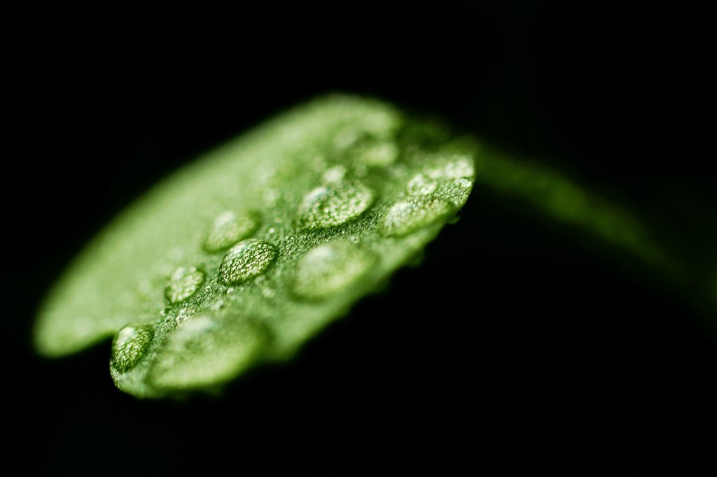 Rucola...