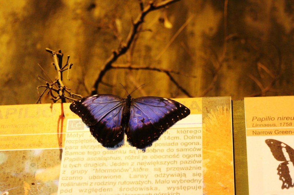 butterfly.