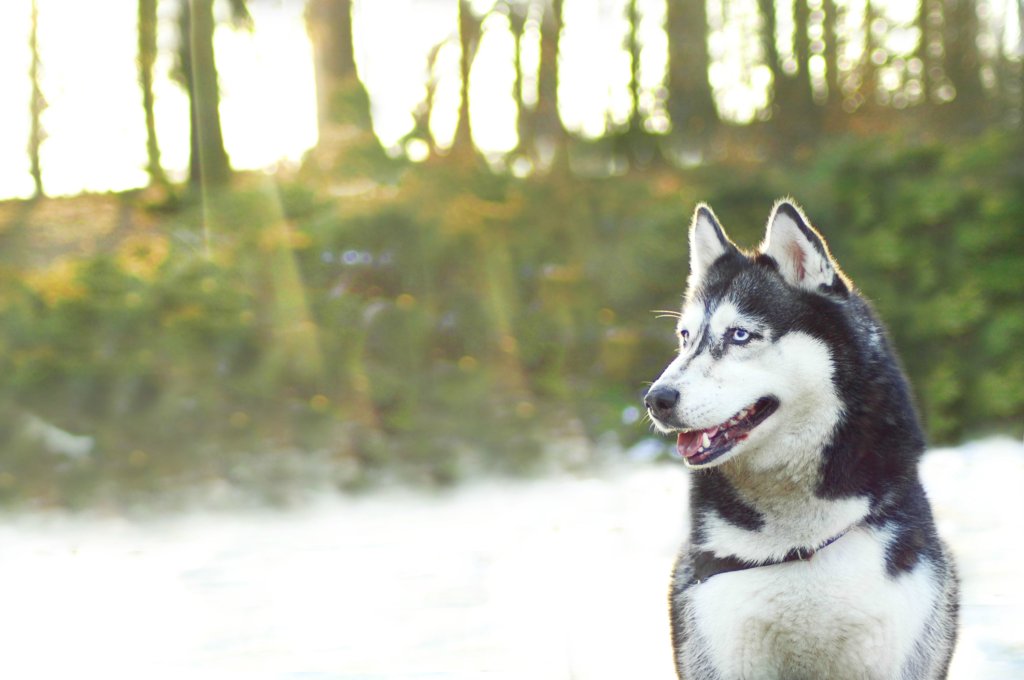 Husky!