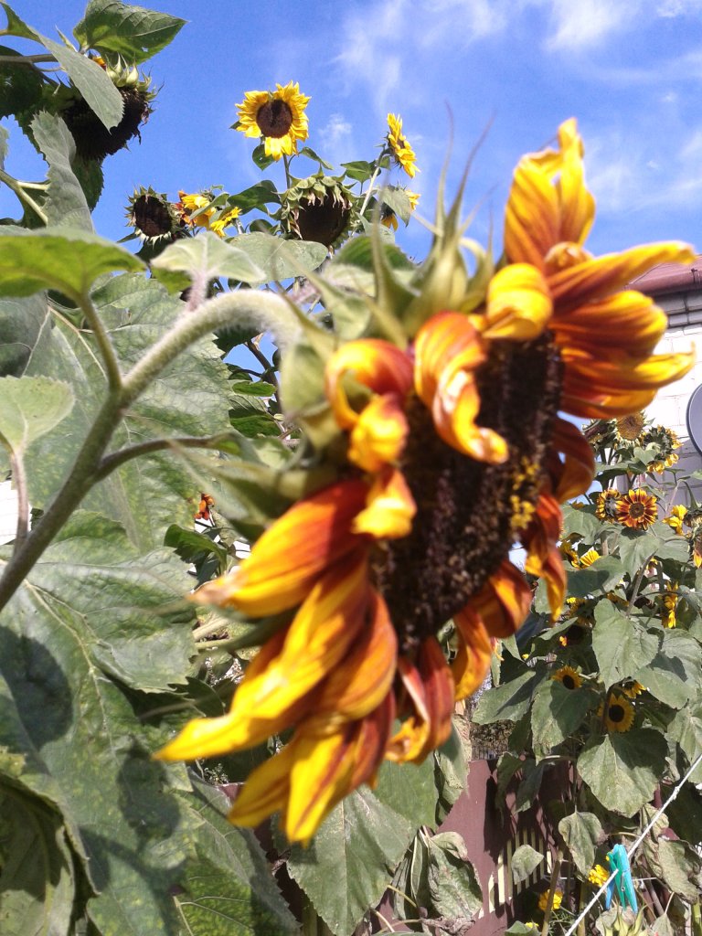 many flowers,,,
