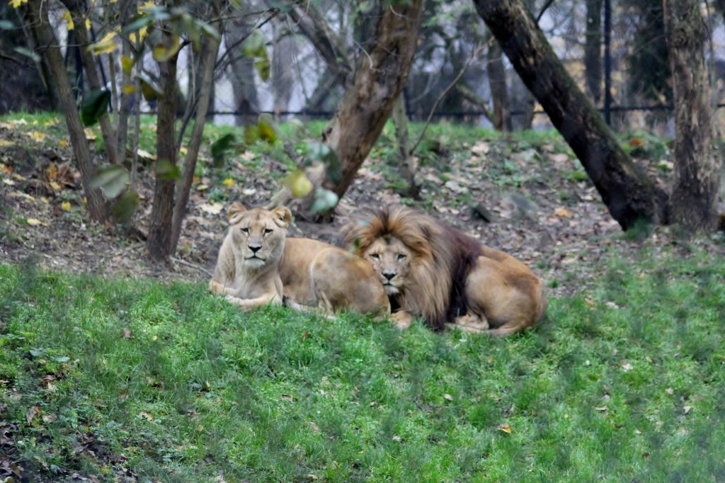 ZOO z AW