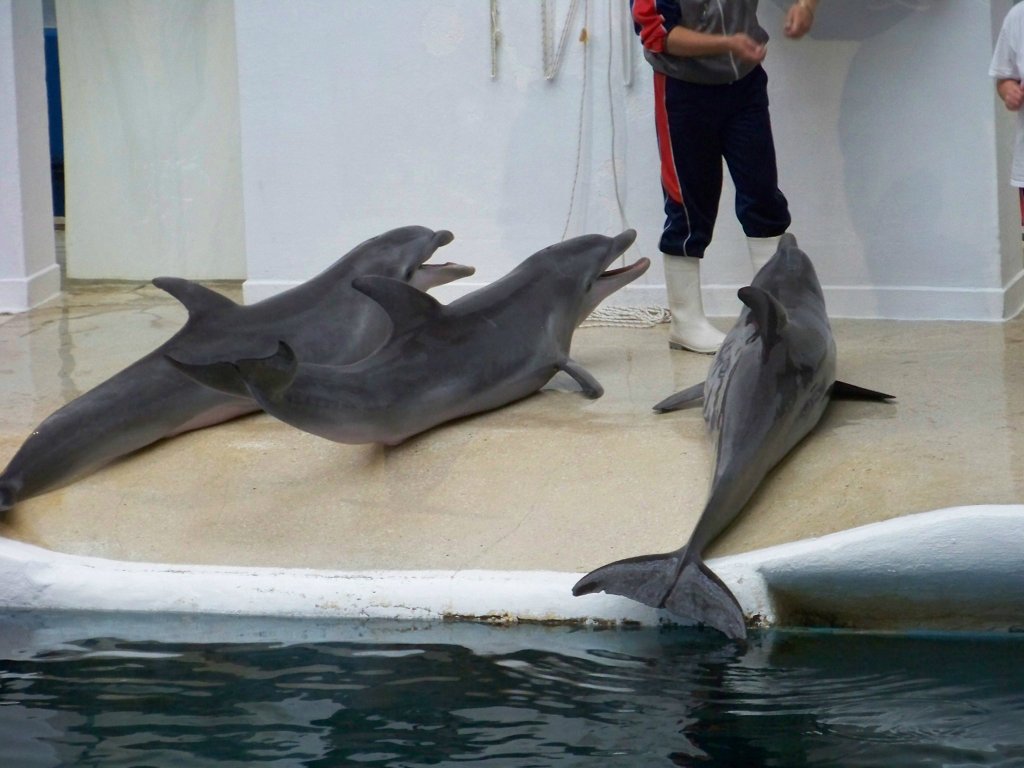 delfiny