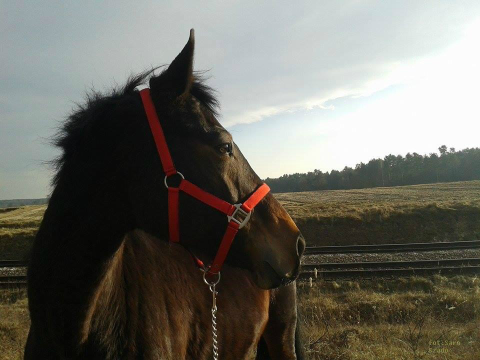Elita na spacerze