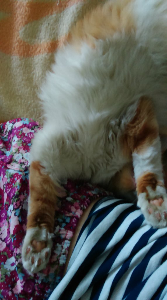 May Puchat
