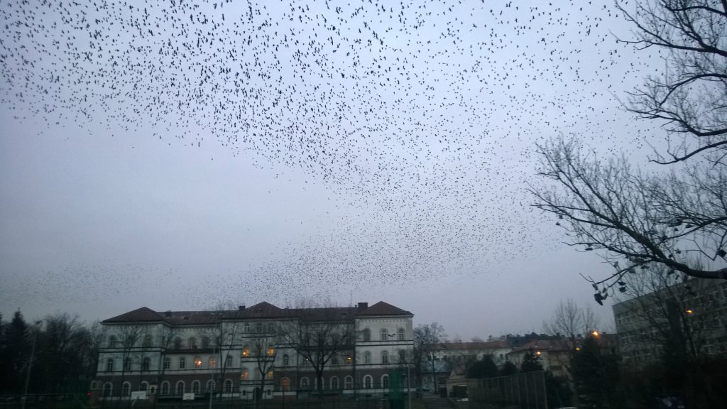 Birds above skatepark