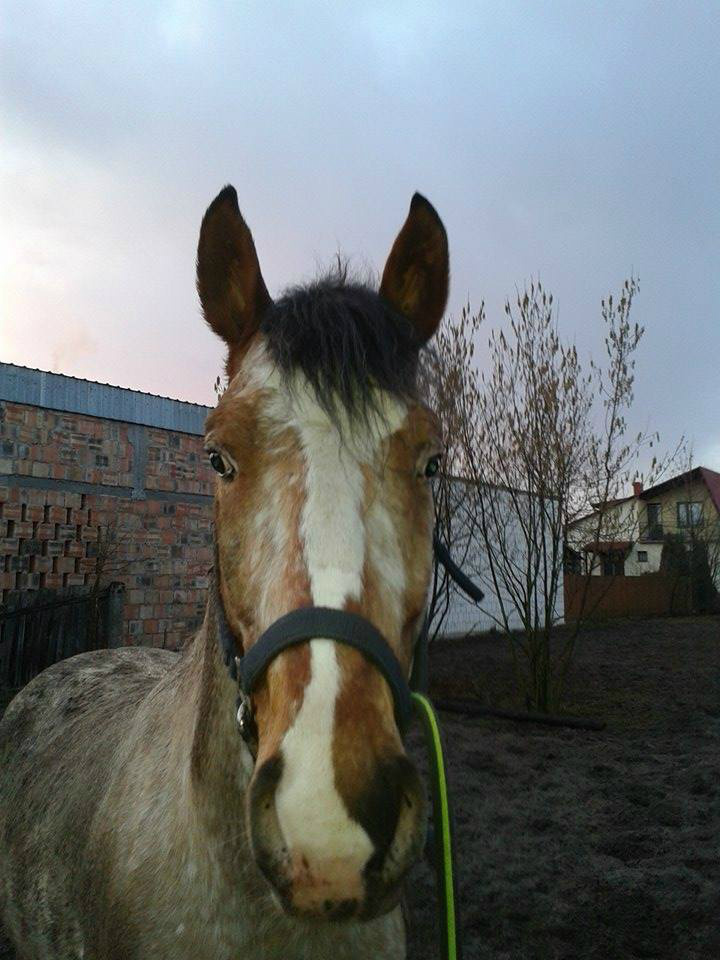 Drozd tarzanko :)
