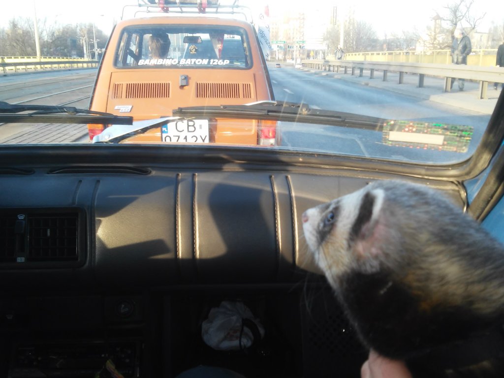 Ferret