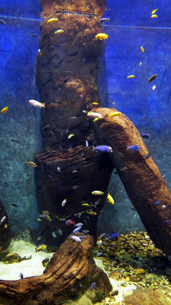 Afrykarium c.d