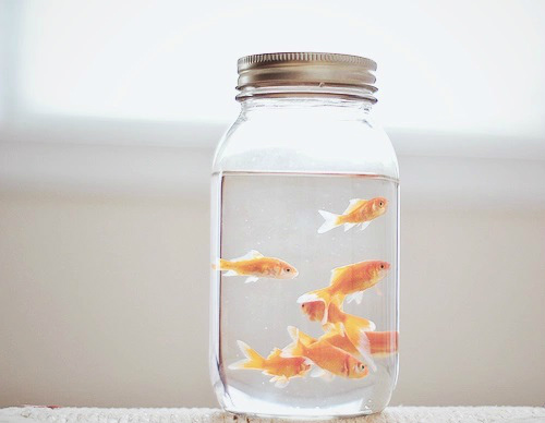 jar's dreams