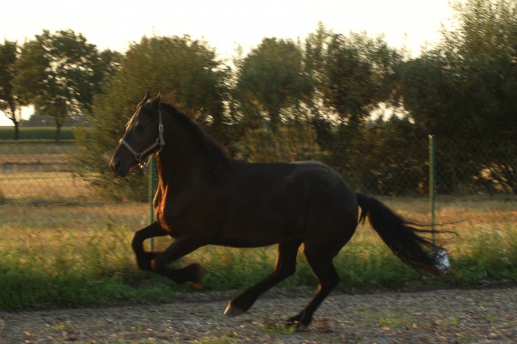 Frouwke