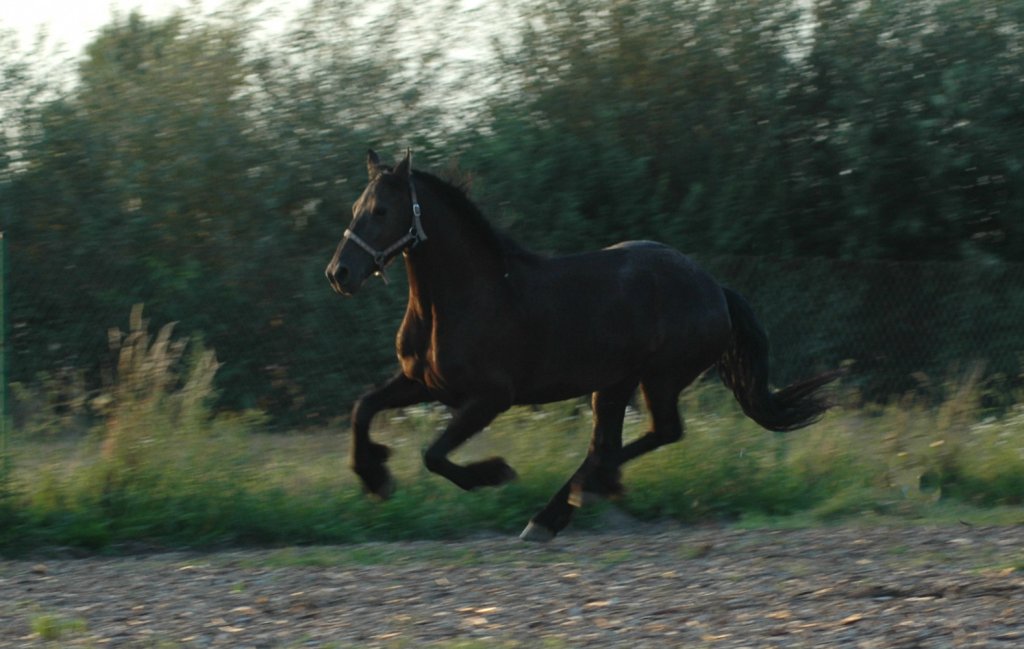 Jak fryz w galopie