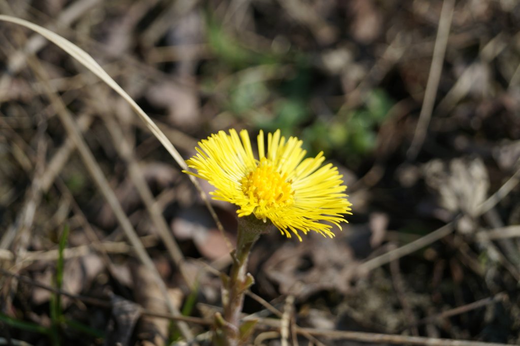 Wiosna 