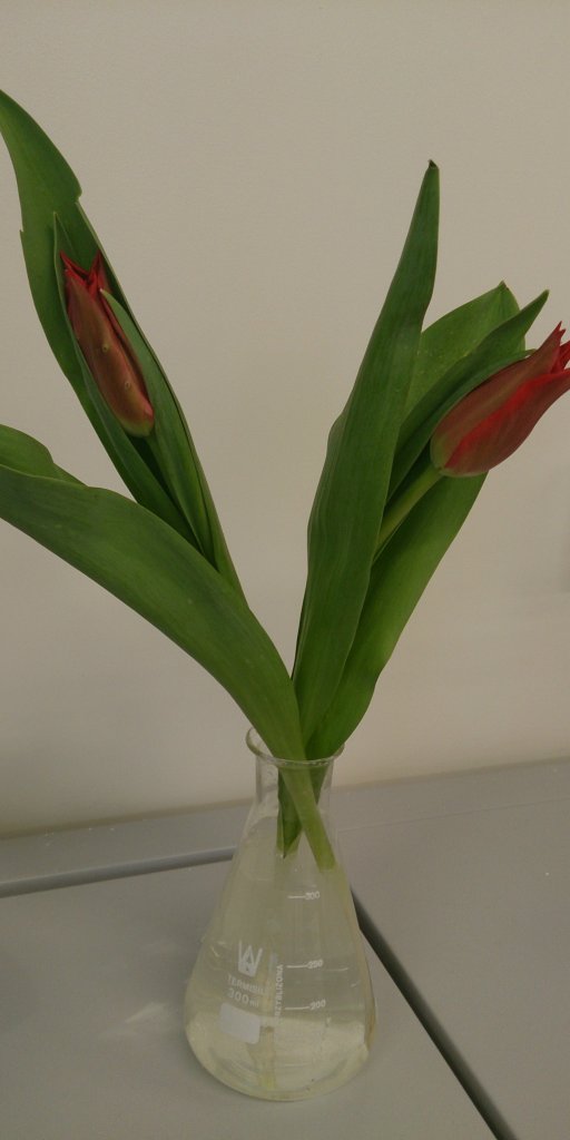 Tulipany