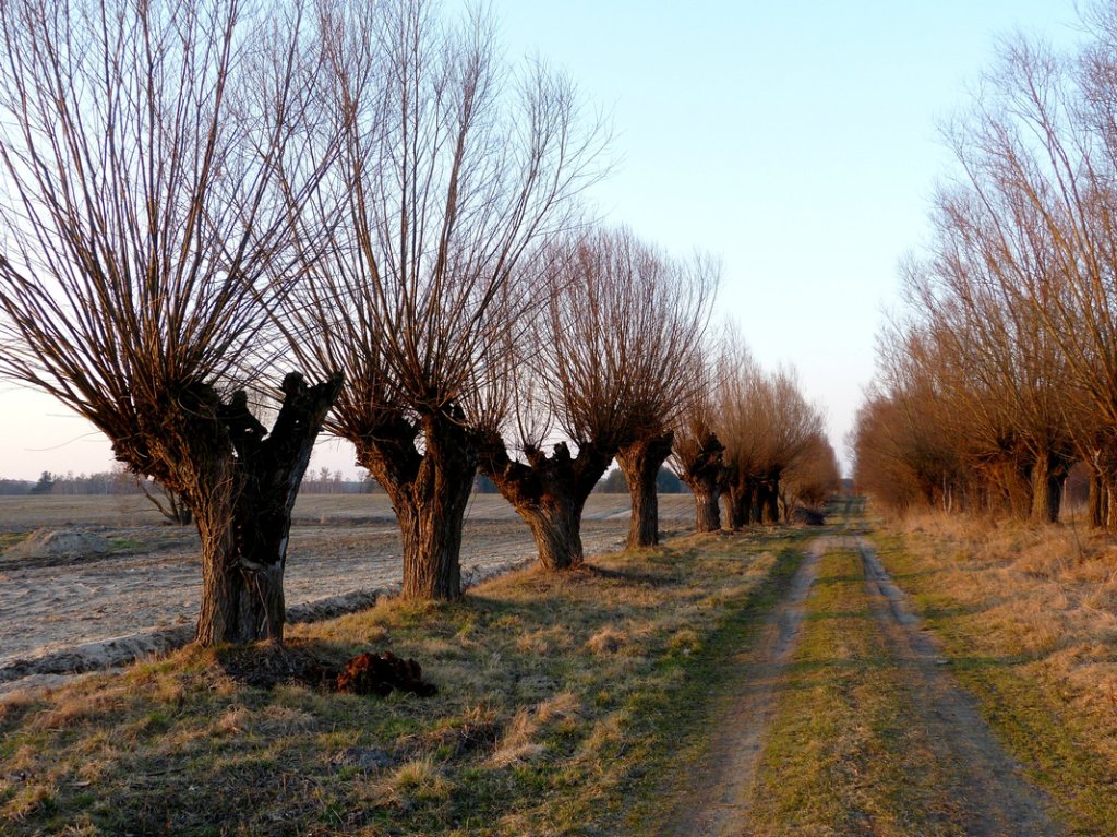 Wierzbowa aleja :)