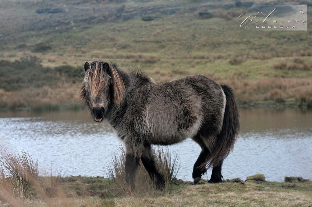 Walia, Merthyr Tydfil