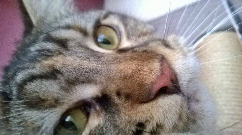 RӯOWY NOSEK