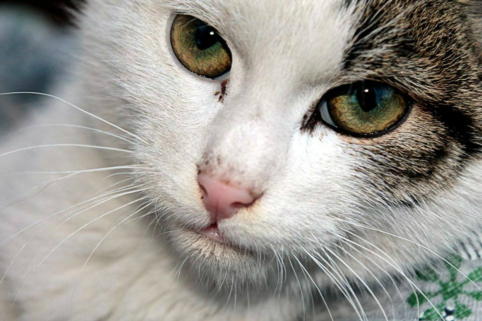 Kot